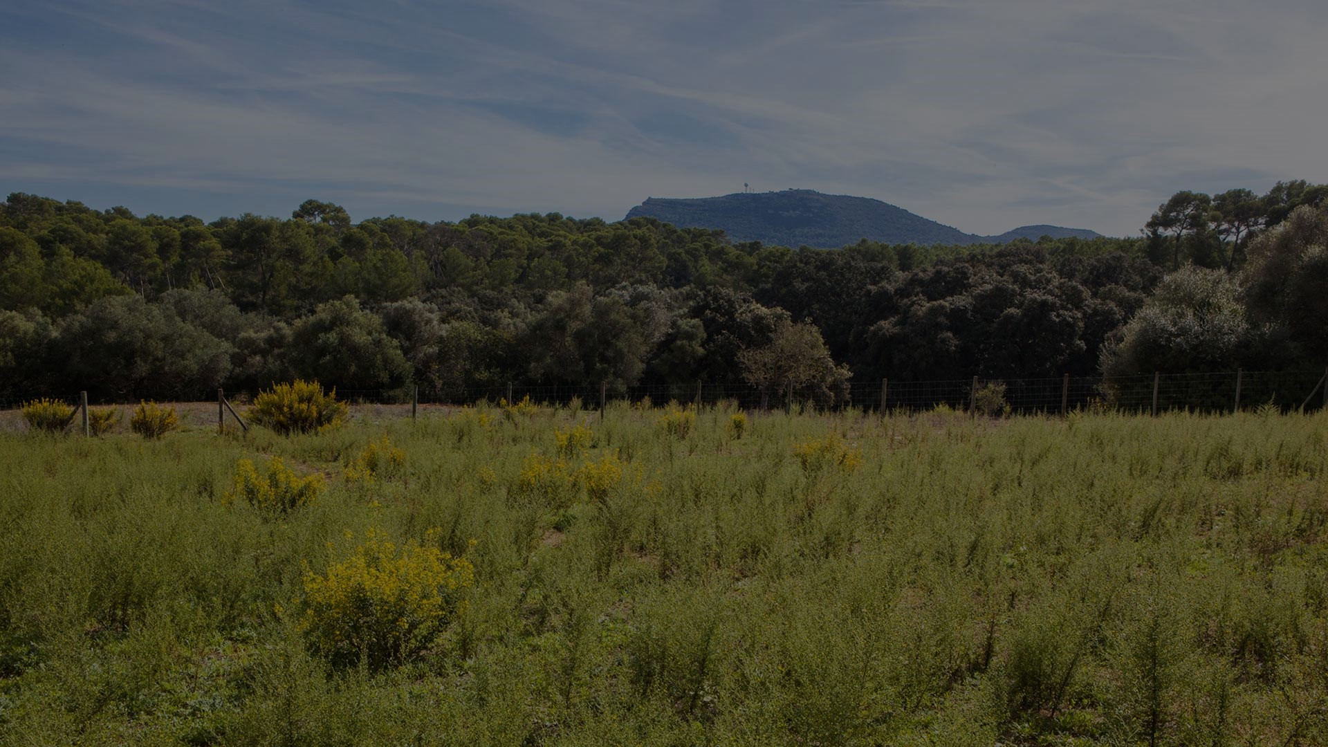 UN CLIMA ÚNICO La elevada altura, las brisas salinas del mar y los suelos de calizas del Cuaternario combinan un clima-terroir extraordinario clave para obtener vinos especiales