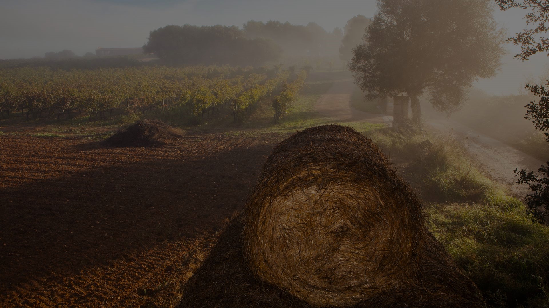 UN CLIMA ÚNICO La elevada altura, las brisas salinas del mar y los suelos de calizas del Cuaternario combinan un clima-terroir extraordinario clave para obtener vinos especiales