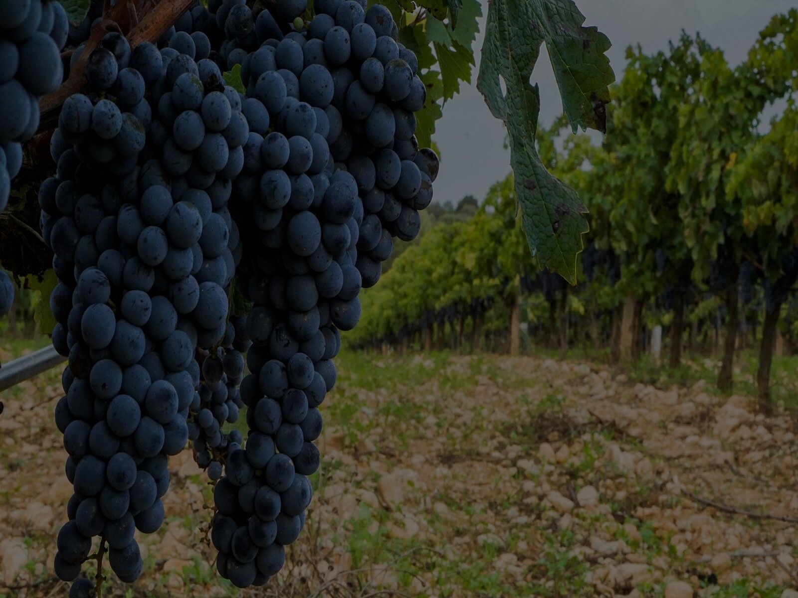 Biodiversidad y respeto por la naturalezaVolver a la viticultura y el trabajo en viña que se había practicado desde hace siglos, basándonos en el profundo conocimiento de la naturaleza y en la pasión por la fruta.