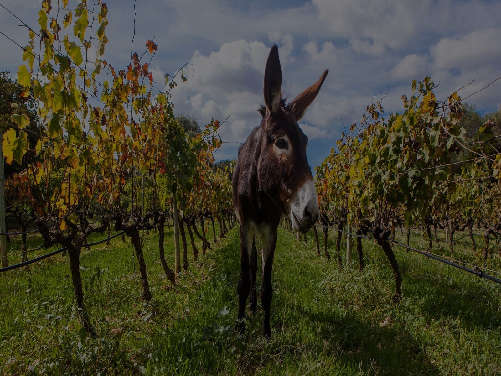 Biodiversity and respect for natureReturn to the viticulture and vineyard work that has been practised for centuries, based on a deep knowledge of nature and a passion for fruit.