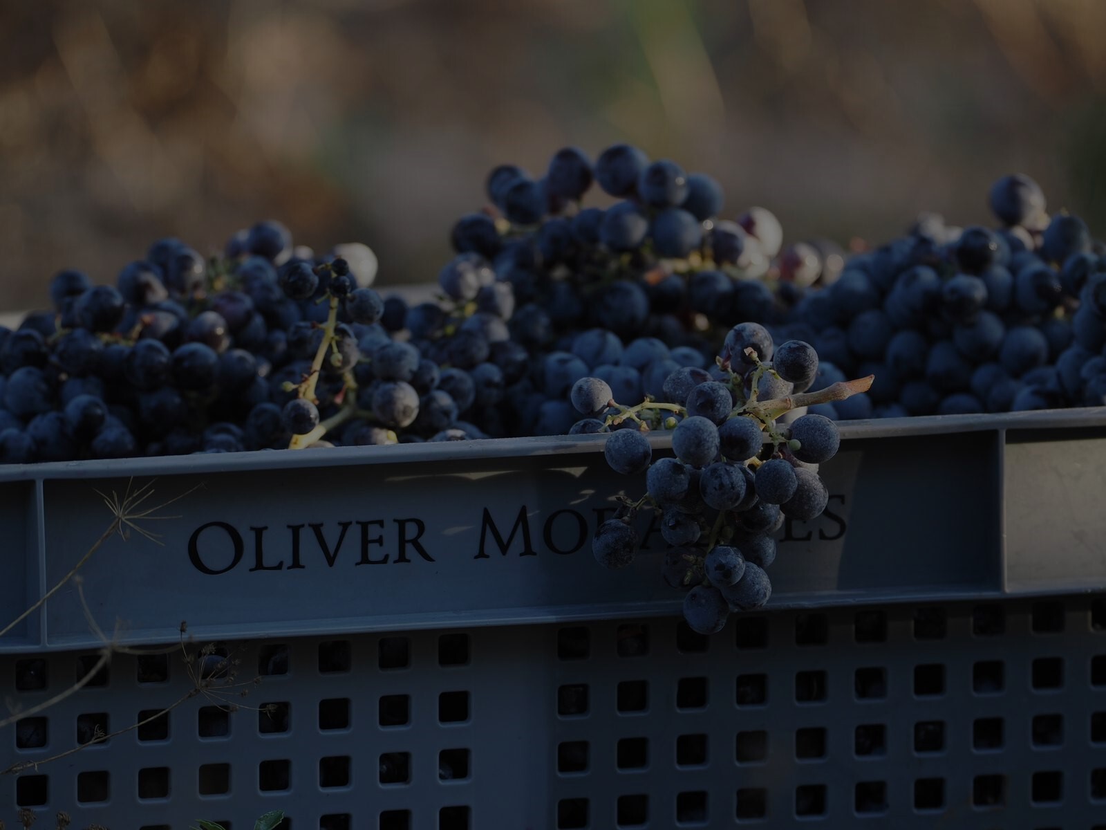 Biologische vielfalt und achtung der naturRückkehr zum Weinbau und zur Weinbergsarbeit, wie sie seit Jahrhunderten praktiziert werden, basierend auf einer tiefen Kenntnis der Natur und einer Leidenschaft für die Früchte.