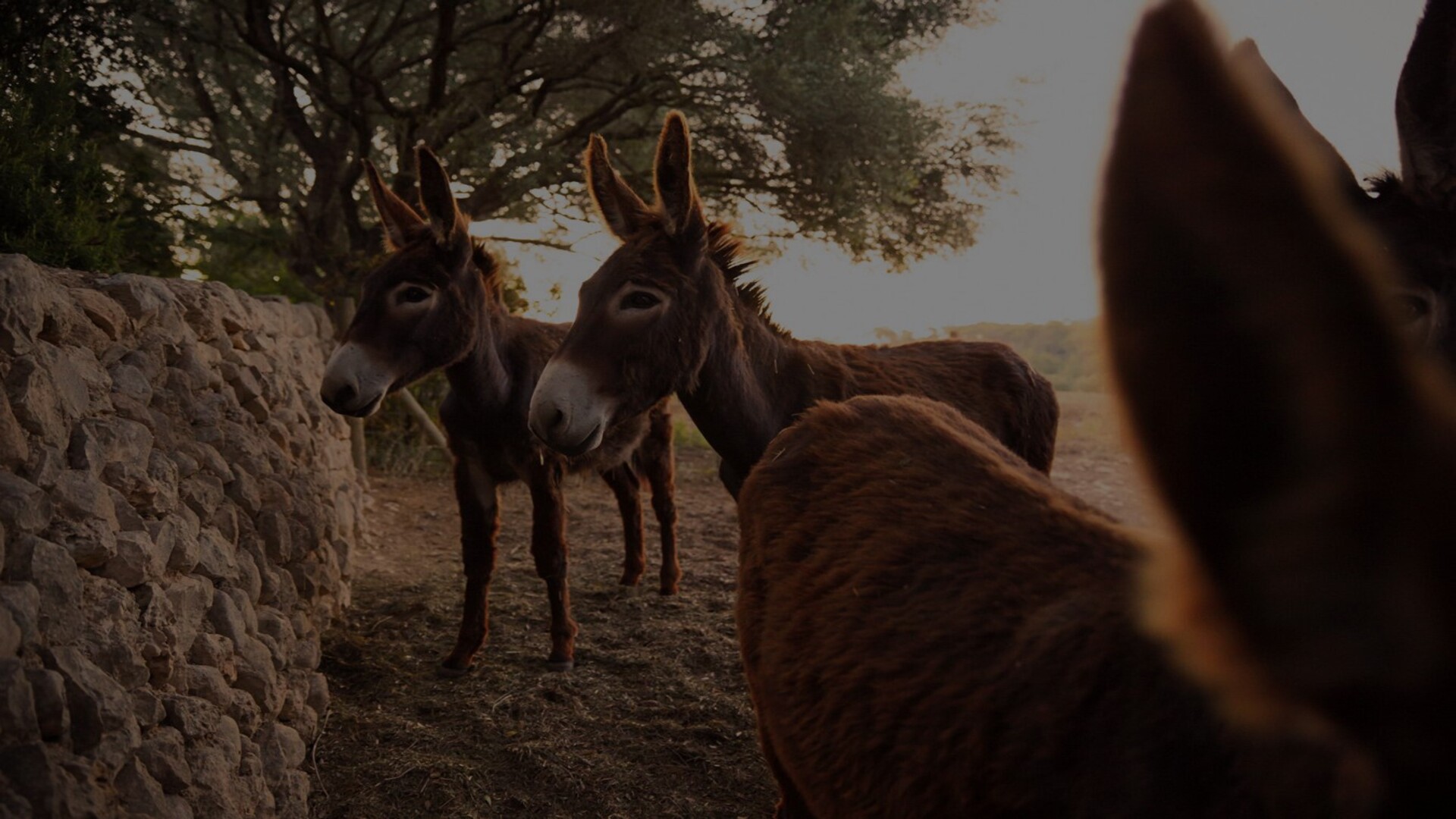 Zurück zum ursprungWir verstehen den Hof als einen lebenden Organismus und nutzen alle Ressourcen, die uns die Tiere, der Wald, die Blumen und Pflanzen bieten, um das Leben der Reben durch die Biodynamik zu vertiefen und zu verbessern.