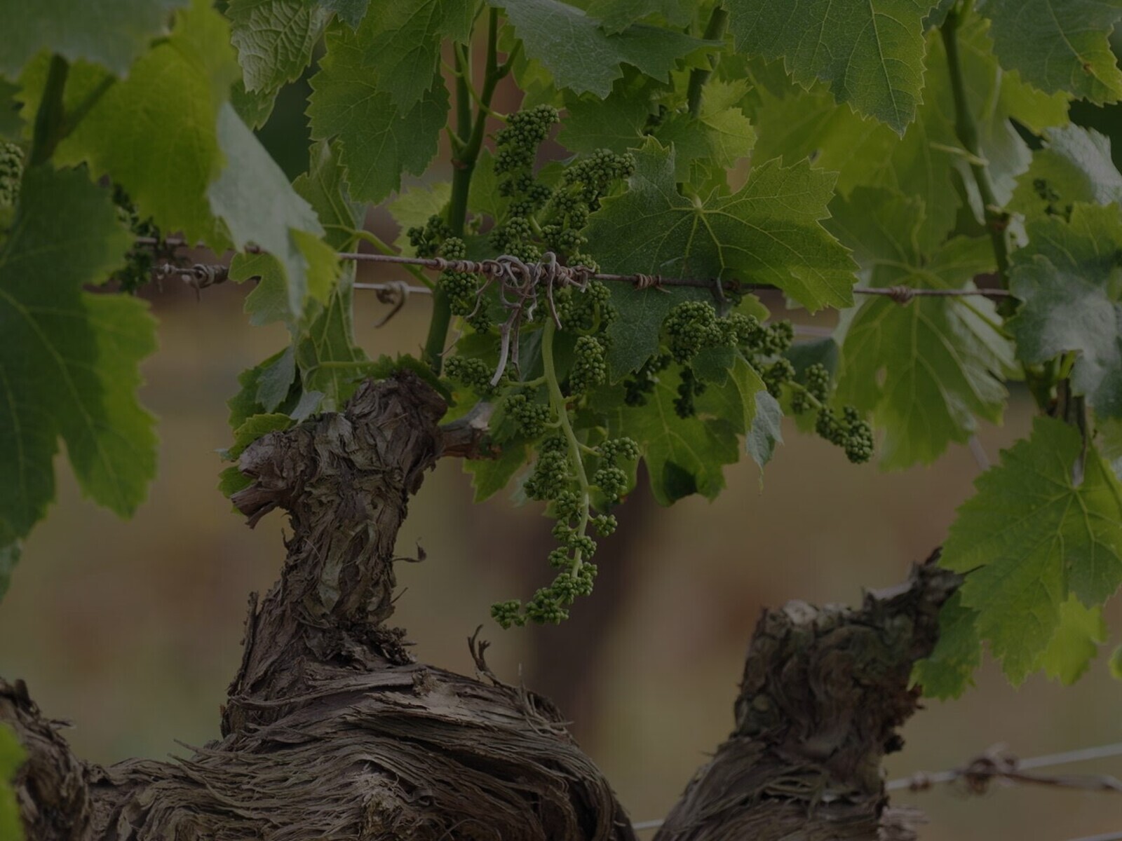 Biologische vielfalt und achtung der naturRückkehr zum Weinbau und zur Weinbergsarbeit, wie sie seit Jahrhunderten praktiziert werden, basierend auf einer tiefen Kenntnis der Natur und einer Leidenschaft für die Früchte.