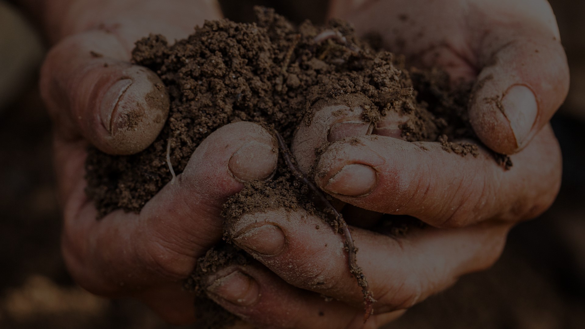 Zurück zum ursprungWir verstehen den Hof als einen lebenden Organismus und nutzen alle Ressourcen, die uns die Tiere, der Wald, die Blumen und Pflanzen bieten, um das Leben der Reben durch die Biodynamik zu vertiefen und zu verbessern.